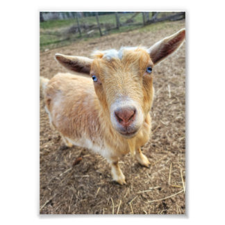 5 x 7インチのフォトプリント || Ginger フォトプリント