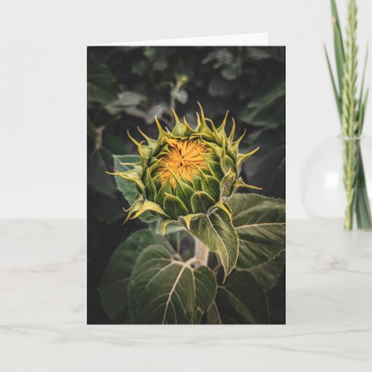 5 x 7ノートカ空白のードセット ノートカード (正面)