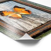 5" x 7" Black-Bordered Charaxes Butterfly フォトプリント (角)