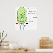 5mm丸型発光ダイオードLEDの図 ポスター (キッチン)