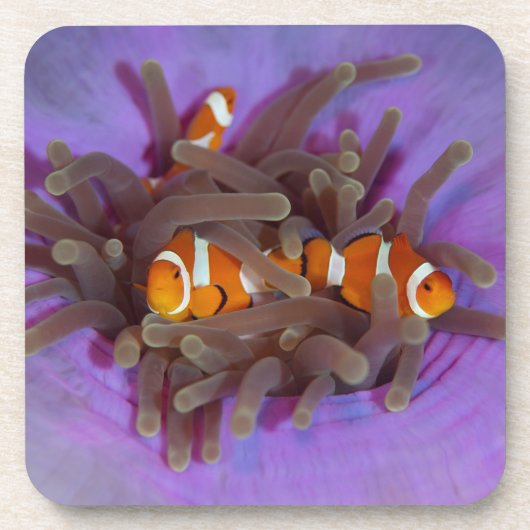 6つのコースターのピエロのAnemonefishセット コースター (正面)