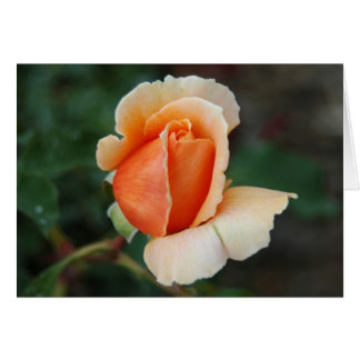 6つは上がりました