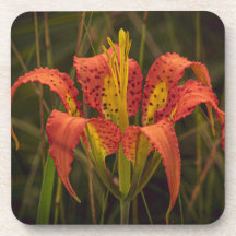 6のコースターセット「フロリダリリー」