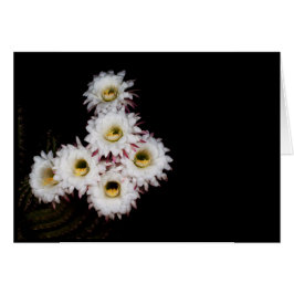 6ペンス分だけ豊かになったサボテンの花