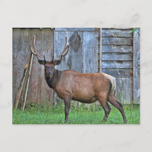 6ポイントブルエルクフォト ポストカード (正面)