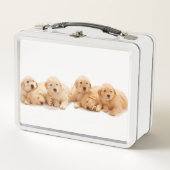 6人のゴールデン·レトリバー·パンピー メタルランチボックス (正面)