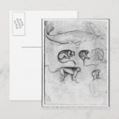 6匹のサルとチョウザメ ポストカード (正面/裏面)