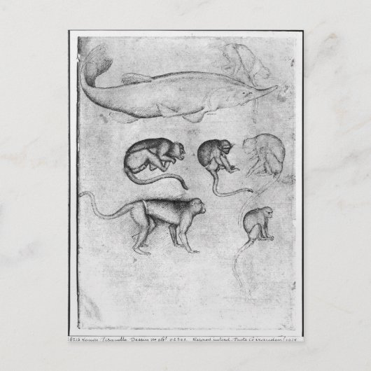 6匹のサルとチョウザメ ポストカード (正面)