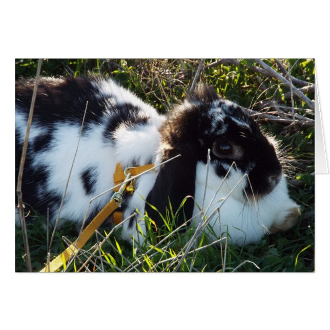 6月のバニー (正面横)