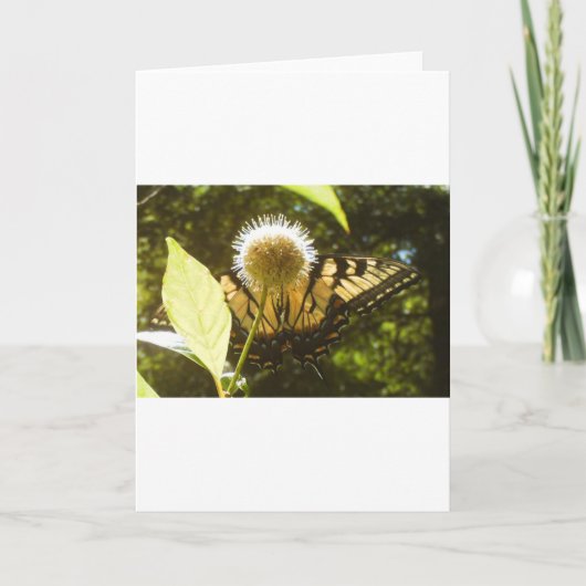 6月のモナークのグリーティングカード カード (正面)