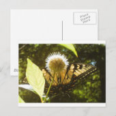 6月の君へ　ポストカード ポストカード (正面/裏面)