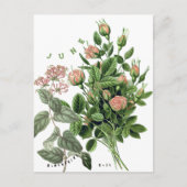 6月の花 ハニーサックル ローズ ポストカード (正面)