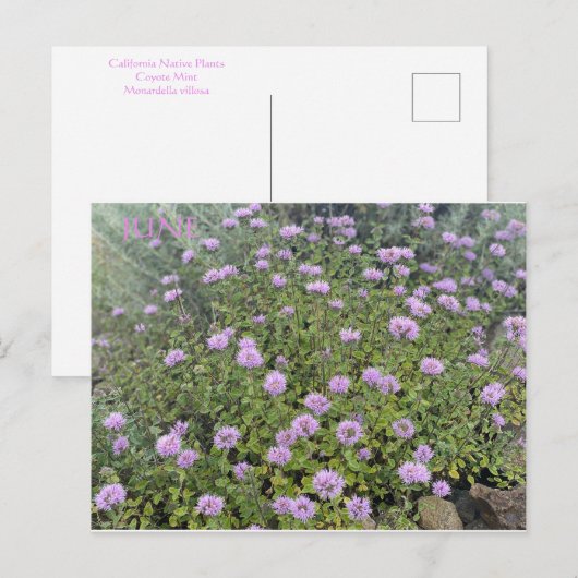 6月はがき ポストカード (正面/裏面)