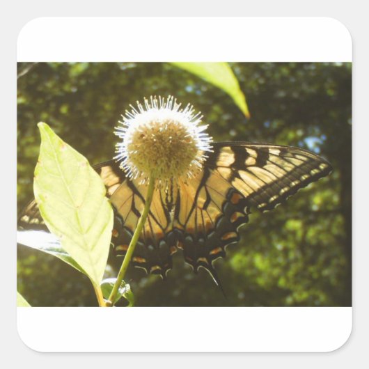 6月モナークスクエアステッカー スクエアシール (正面)