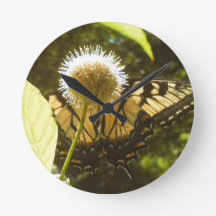 6月（昆虫）オオカバマダラ、モナークフラワークロック