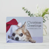 6歳の長い毛のチワワ シーズンカード (スタンド正面)