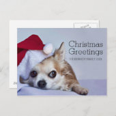 6歳の長い髪のチワワ シーズンポストカード (正面/裏面)