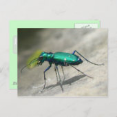 6点模様タイガービートル葉書 – カスタマイズ ポストカード (正面/裏面)