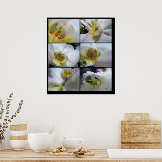 6白い蘭の花のポスタープリント ポスター (キッチン)