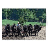 6美しい荷車を引く馬の仕事場すべての行事 (正面横)