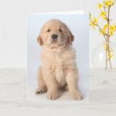 6週間のポートレートゴールデンレトリバーの子犬。 カード (黄色い花)