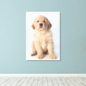 6週間のポートレートゴールデンレトリバーの子犬。 キャンバスプリント (インサイチュ (ウッドフロア))
