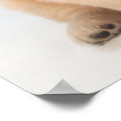 6週間のポートレートゴールデンレトリバーの子犬。 ポスター (角)