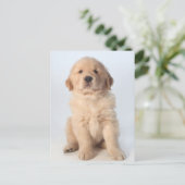 6週間のポートレートゴールデンレトリバーの子犬。 ポストカード (スタンド正面)