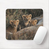 6週間のライオンの子が座って三雄 マウスパッド (マウス)