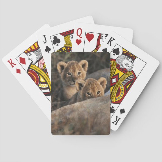 6週間の古いライオンの子の着席のトリオ トランプ (裏面)