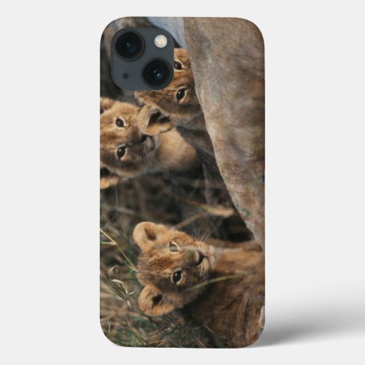 6週間の古いライオンの子の着席のトリオ Case-Mate iPhoneケース (裏面)