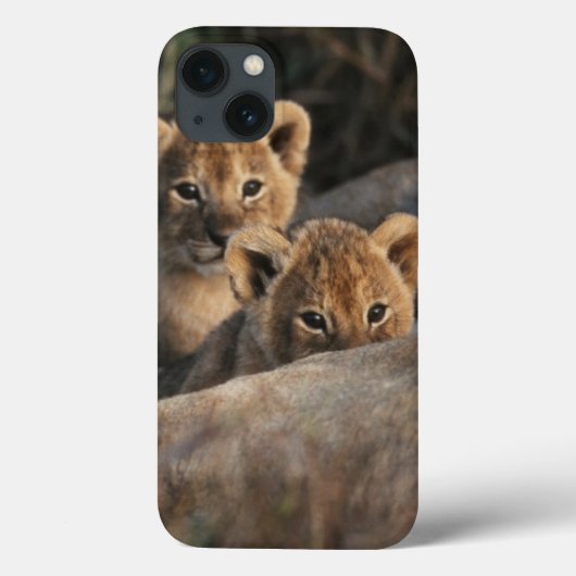6週間の古いライオンの子の着席のトリオ Case-Mate iPhoneケース (裏面)
