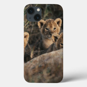 6週間の古いライオンの子の着席のトリオ iPhone 13ケース
