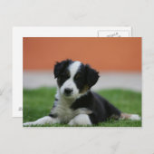 6週間コリ縁どー ポストカード (正面/裏面)