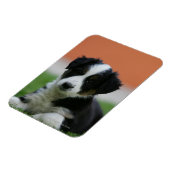 6週間コリ縁どー マグネット (左側)