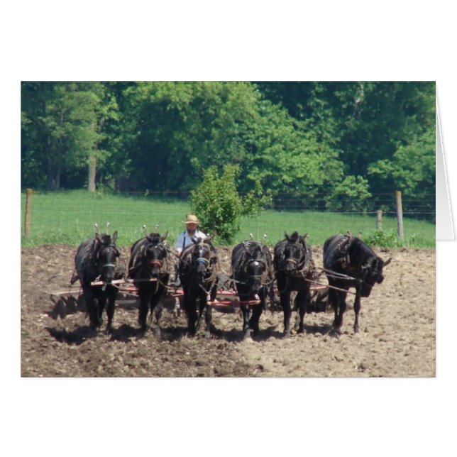 6頭の馬が仕事中 (正面横)