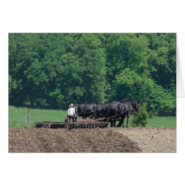 6馬チームを回す (正面横)