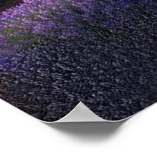 60.96x60.96cm, Lavande poster (mat) ポスター (角)