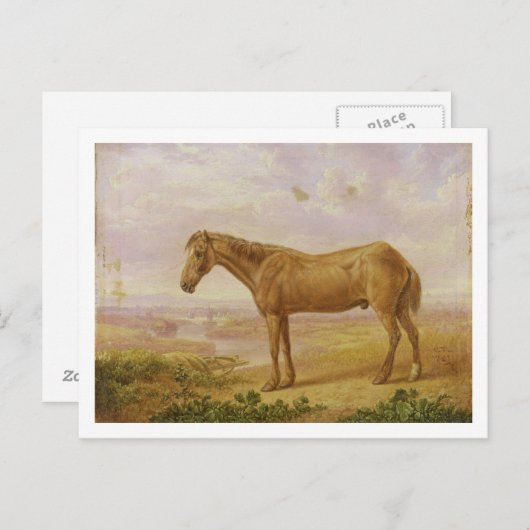 62歳の馬荷車を引くの老ビリー(パネルの油) ポストカード (正面/裏面)