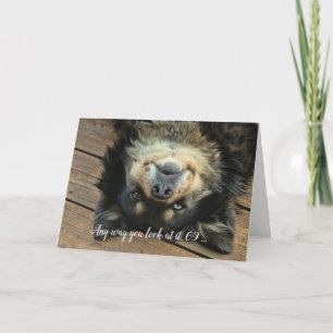 69th Birthday Super Cute Aussie Dog Funny シーズンカード