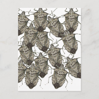 6-07-14 stink bugs rev.png ポストカード