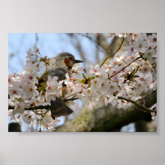 6×4 桜と小鳥 済州島 韓国 ポスター (正面)