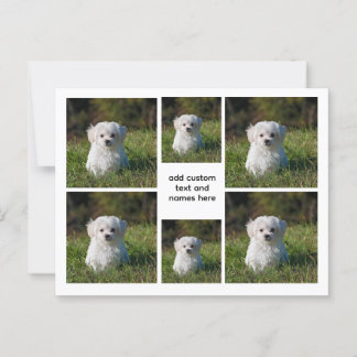 6 Photo Collage – ホワイトグリッドの美ミニマル, ポストカード