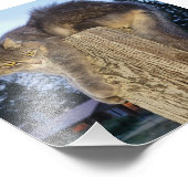 6"x6"フォトプリント ||キャセティック猫 フォトプリント            (角)