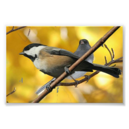 6" x 4インチ、コダックプロフェッショナルフォト紙(Satin) フォトプリント (正面)