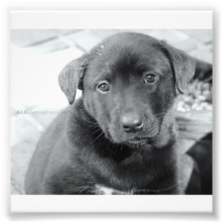 6" x 4インチ、コダックプロフェッショナルフォト紙(Satin) フォトプリント