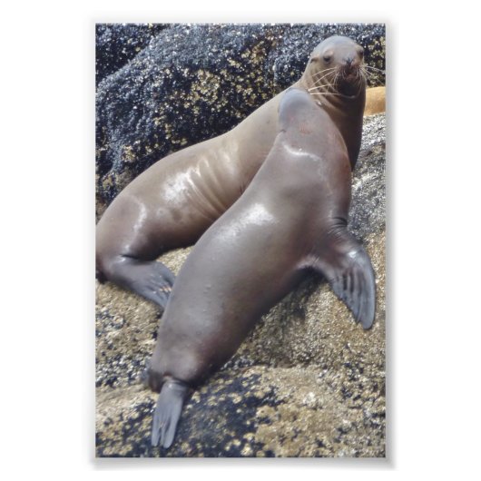 6x4フォトシール フォトプリント            (正面)