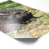 6x4フォトバッファロー フォトプリント            (角)