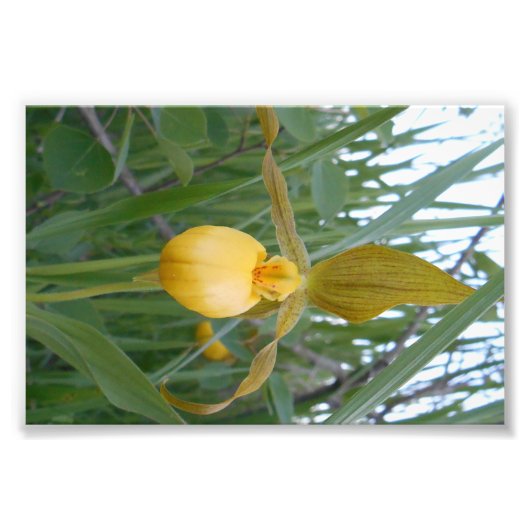 6x4フォトプリント フォトプリント            (正面)