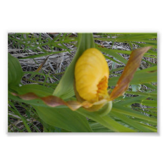 6x4フォトプリント フォトプリント